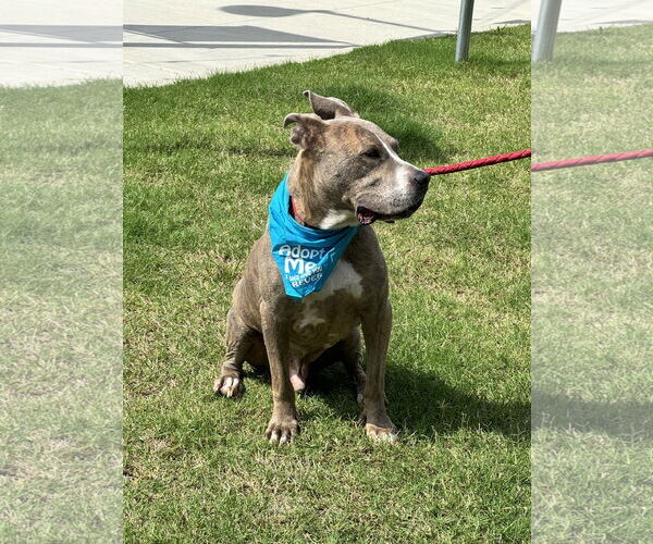 Medium Photo #10 American Pit Bull Terrier-Great Dane Mix Puppy For Sale in Munford, TN, USA