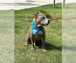 Small #9 American Pit Bull Terrier-Great Dane Mix