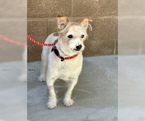Jack Russell Terrier Dogs for adoption in Salinas, CA, USA