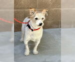 Small Jack Russell Terrier