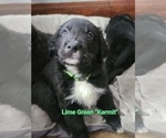 Small Photo #3 Australian Retriever Puppy For Sale in DAYTON, OH, USA