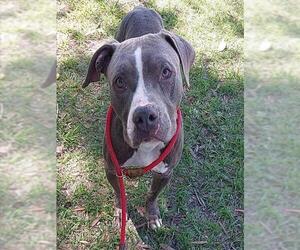 American Staffordshire Terrier Dogs for adoption in Fort Lauderdale, FL, USA