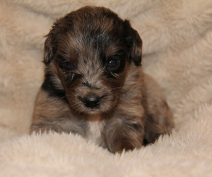 Australian Shepherd Puppy for sale in STEWART, MS, USA