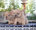 Small Photo #18 French Bulldog Puppy For Sale in VALLEJO, CA, USA