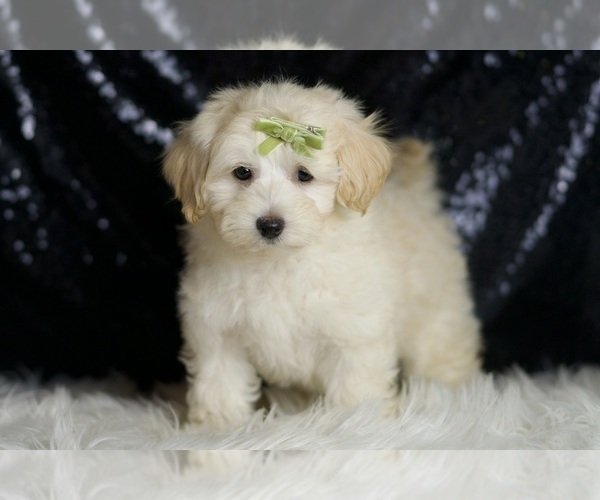 Medium Photo #5 Maltipoo Puppy For Sale in WARSAW, IN, USA
