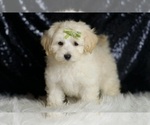 Small #4 Maltipoo