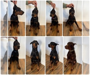 Doberman Pinscher Puppy for Sale in OAK GROVE, Kentucky USA