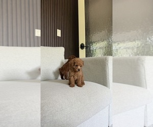 Poodle (Toy) Puppy for sale in PORTLAND, OR, USA