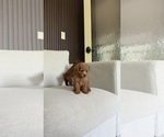 Image preview for Ad Listing. Nickname: Poodle Boy 2