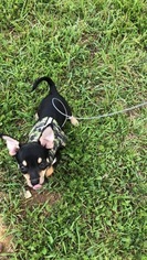 Chihuahua Puppy for sale in WARRENTON, MO, USA