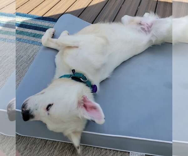 Medium Photo #24 Great Pyrenees-Unknown Mix Puppy For Sale in Fargo, ND, USA