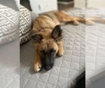 Small #1 German Shepherd Dog