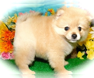 Pomeranian Puppy for sale in HAMMOND, IN, USA