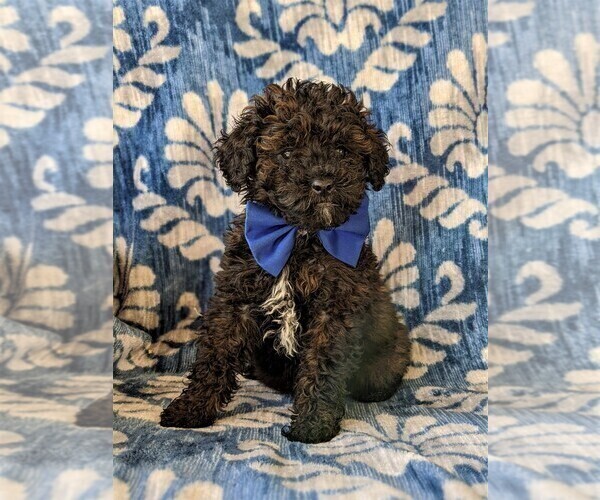 Medium Photo #1 Poodle (Miniature) Puppy For Sale in LINCOLN UNIV, PA, USA