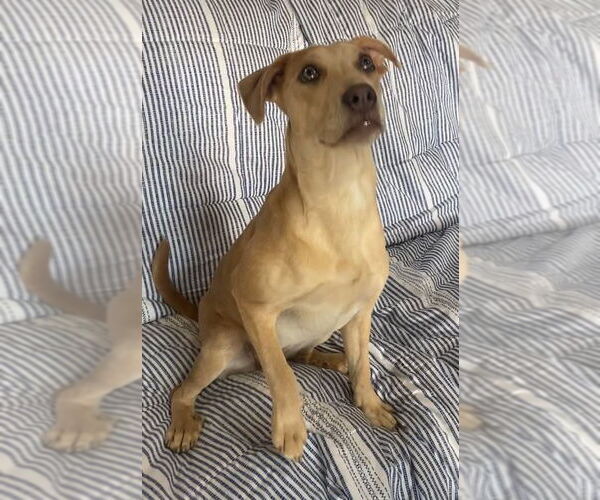 Medium Photo #5 American Pit Bull Terrier-Labrador Retriever Mix Puppy For Sale in Ridgefield, CT, USA