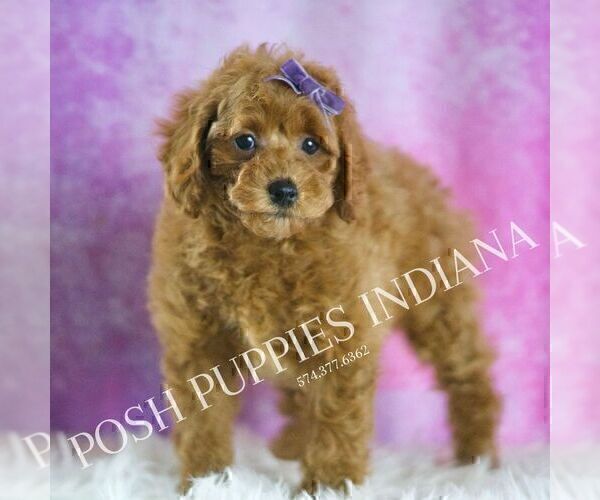 Medium Photo #52 Poodle (Miniature) Puppy For Sale in WARSAW, IN, USA