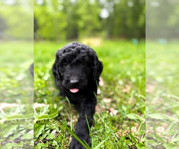 Medium Photo #3 Double Doodle Puppy For Sale in PALMER, AK, USA