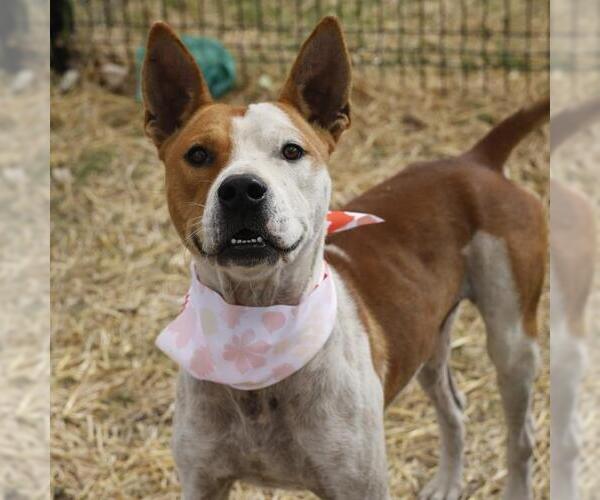 Medium Photo #1 American Staffordshire Terrier-Unknown Mix Puppy For Sale in San Antonio, TX, USA