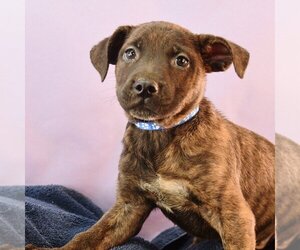 Black Mouth Cur-Plott Hound Mix Dogs for adoption in Sheridan, CO, USA