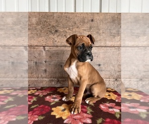 Boxer Puppy for Sale in VERMONTVILLE, Michigan USA