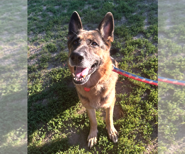 Medium Photo #5 German Shepherd Dog Puppy For Sale in Brooklyn, NY, USA