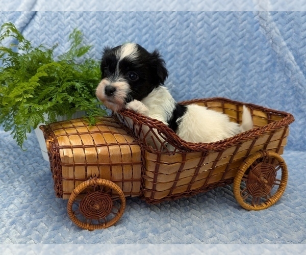 Medium Photo #5 Havanese Puppy For Sale in POST FALLS, ID, USA