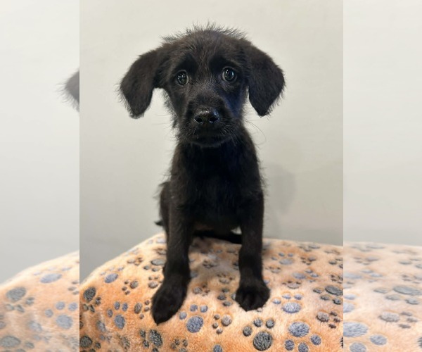 Medium Photo #2 Miniature Labradoodle Puppy For Sale in Mechanicsburg, PA, USA