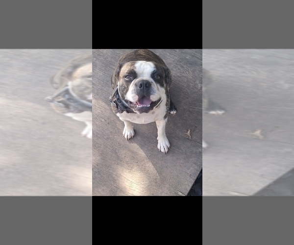 Medium Photo #5 Boston Terrier Puppy For Sale in SUGAR LAND, TX, USA