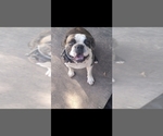 Small Photo #5 Boston Terrier Puppy For Sale in SUGAR LAND, TX, USA