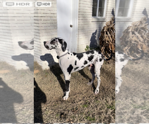 Great Dane Puppy for sale in MCALESTER, OK, USA