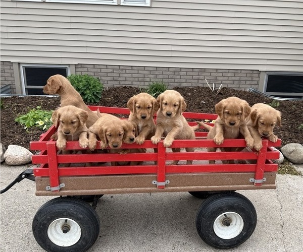 Medium Photo #5 Golden Retriever Puppy For Sale in THORP, WI, USA
