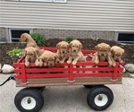 Small #4 Golden Retriever
