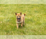 Small #5 Shiba Inu