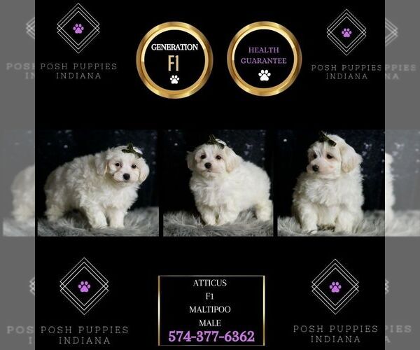Medium Photo #50 Maltipoo (Miniature) Puppy For Sale in WARSAW, IN, USA