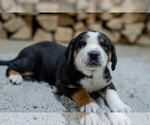 Puppy Lyle Greater Swiss Mountain Dog