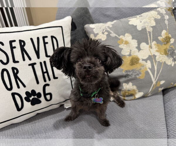 Medium Photo #3 Maltipoo (Toy) Puppy For Sale in Santa Clara, CA, USA