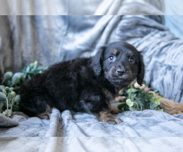 Medium Photo #13 Dachshund-Siberian Husky Mix Puppy For Sale in ELIZABETHTOWN, PA, USA