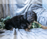 Small Photo #13 Dachshund-Siberian Husky Mix Puppy For Sale in ELIZABETHTOWN, PA, USA