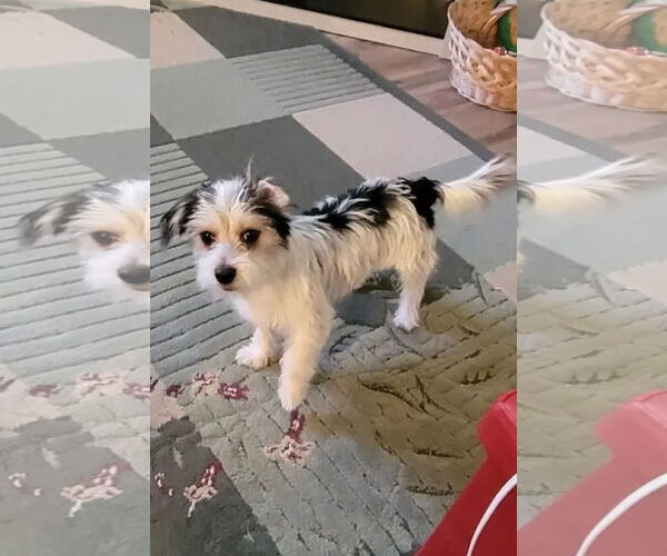 Medium Photo #1 Maltese-Unknown Mix Puppy For Sale in Westminster, MD, USA