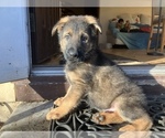 Small Photo #29 German Shepherd Dog Puppy For Sale in UNIVERSITY PL, WA, USA