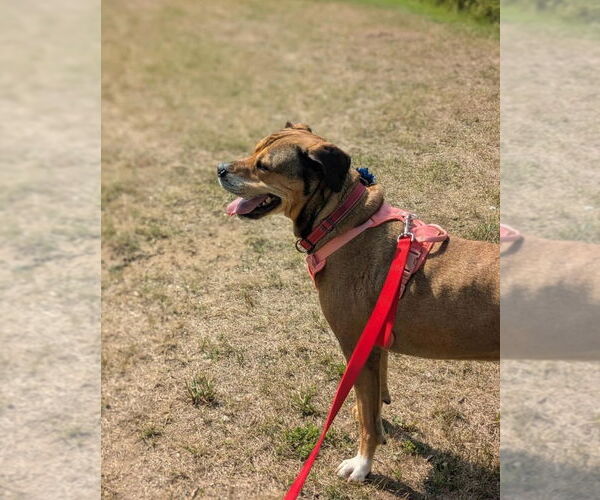 Medium Photo #3 Rottweiler-Unknown Mix Puppy For Sale in Muskegon, MI, USA