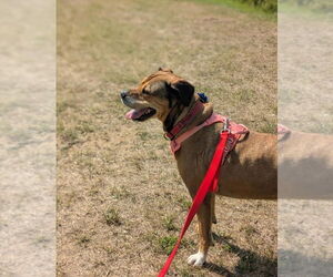 Sonia - Female Rottweiler-Unknown Mix Dog for Adoption - Photo #3