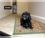 Small #1 ShihPoo