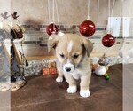 Small Photo #5 Pembroke Welsh Corgi Puppy For Sale in BRIGGSDALE, CO, USA