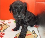 Puppy Puppy 4 YorkiePoo