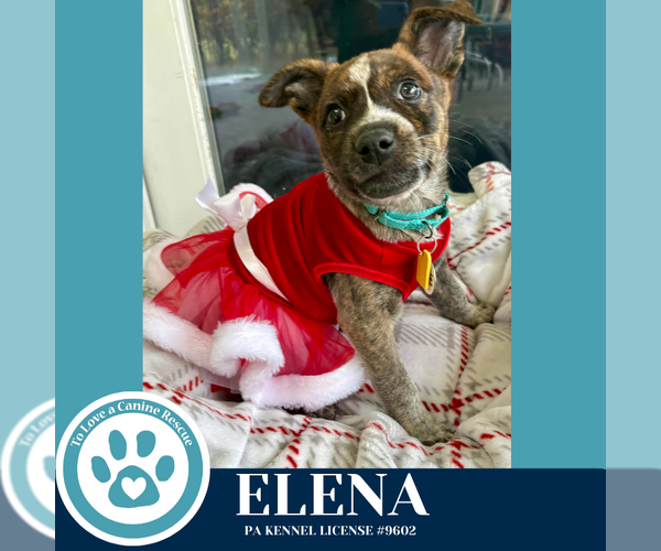 Medium Photo #1 Carolina Dog-Unknown Mix Puppy For Sale in Kimberton, PA, USA