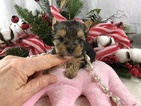 Small Photo #8 Yorkshire Terrier Puppy For Sale in ADAMSVILLE, TN, USA