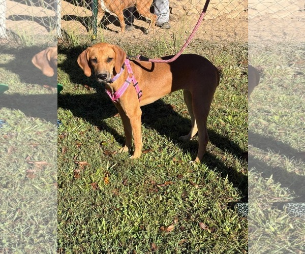 Medium Photo #3 Mutt Puppy For Sale in Westwood, NJ, USA
