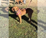 Small Photo #3 Mutt Puppy For Sale in Westwood, NJ, USA
