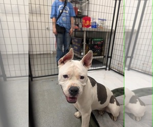 Liberty - Female American Pit Bull Terrier-Unknown Mix Dog for Adoption - Photo #6